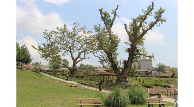 Gebze'de asırlık çınarlara yoğun ilgi