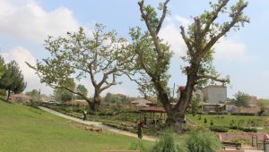 Gebze'de asırlık çınarlara yoğun ilgi