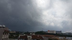 Gebze'de Leyleklerin göçü başladı