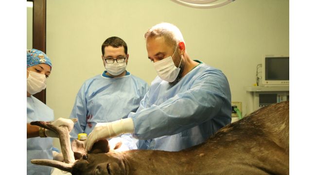 Ormanya, yaban hayvanlarına umut oluyor