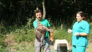 Yaban hayata umut oluyorlar