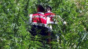 Gebze'de kenevir operasyonu