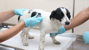 Taşlanan köpek emin ellerde