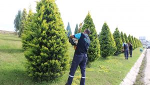 Ağaç ve çalı gruplarına form budaması