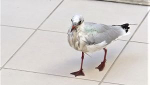 Boğazına çapari takılan martı tedavi edildi