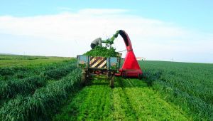 Çiftçilere hibeli tohumlar dağıtılacak