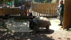 Darıca'da 100. yaşına girmeye hazırlanıyor