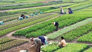 Dilovası ve Çayırova'da tarım alanı yok!