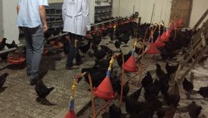 Büyükşehir’den çiftçilere gezen tavuk desteği