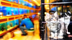 Büyükşehir Pet Shop eğitimi verecek