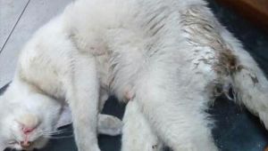 Gebze'de kediye tecavüz ettiler