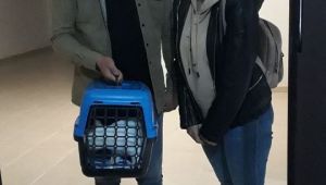 Gebze'de tecavüz edilen kedi sahiplendirildi