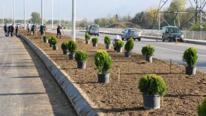 Salim Dervişoğlu Caddesi yeşillendirildi