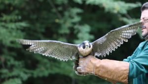 Yaralı Delice Doğan’a Ormanya sahip çıktı