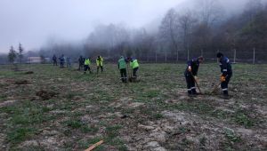 Dolgu sahaları ağaçlandırılıyor