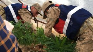 Gebze’de dev esrar operasyonu