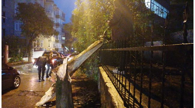 Gebze'de etkili olan rüzgar ağaçları devirdi