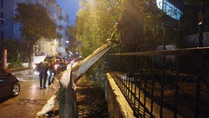 Gebze'de etkili olan rüzgar ağaçları devirdi