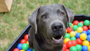 İnternetten köpek sattı cezaevine girdi