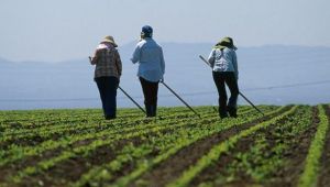 Köyüne dönene devletten 100 bin TL hibe