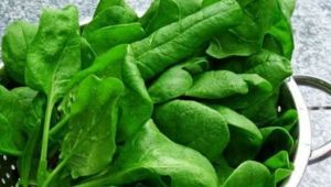 Terenin akciğerleri temizleyen muzicesi!