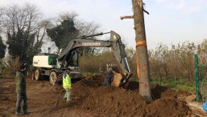 Toros Sedir ağaçları, fidanlıkta yeşerecek