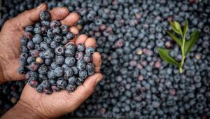 Yaban mersini hafızayı güçlendiriyor!