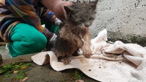 Yağmur kanalına sıkışan kediyi itfaiye kurtardı