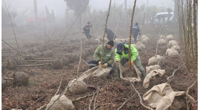 Büyükşehir 60 bin fidan üretiyor