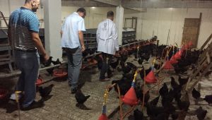 Çiftçilere 9 bin gezen tavuk desteği