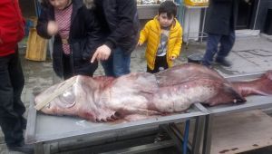 Darıca'da ki köpek balığı ilgi odağı oldu