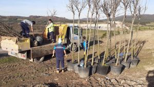 Kandıra Kent Ormanı ağaçlandırılıyor