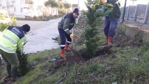 Karamürsel’de D-130 karayolu yeşillendirildi