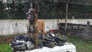 Kilolarca esrar ele geçirildi