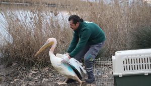 Ormanya, Ak Pelikan’a umut oldu
