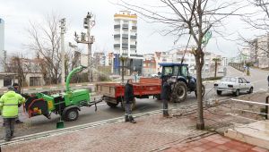 Park ve Bahçelerden budama çalışması
