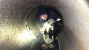 Yağmur kanalına sıkışan köpeği, itfaiye kurtardı