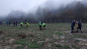 Yuvacık Paşadağ’daki İSAŞ dolgu alanı ağaçlandırıldı