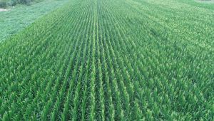 Tıbbi ve Aromatik Bitki Üreticiliği başvuruları başladı