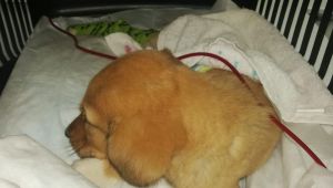 Anemi olan köpeğe kan nakli yapıldı