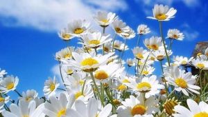 Cemre düştü mü? Cemre düşme sırası nasıl olur?