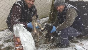 Darıca Belediyesi, sokak hayvanlarını unutmadı