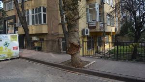 Devrilme riski taşıyan ağaç kesildi