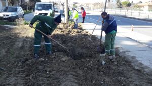 Dikenle kaplıydı, yeşil alana büründü