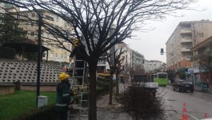 Gebze’de ağaçların bahar bakımı yapıldı
