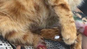 Gebze'de yavru kedinin ayağını asitle yaktılar