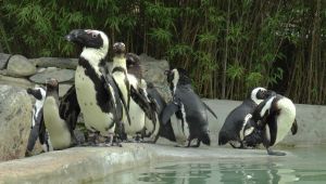 Hayvanat bahçesinde penguenlere çipli takip