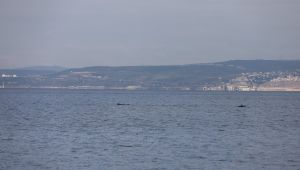 İzmit Körfezi'nde ki yunuslar, izleyenlere keyifli anlar yaşattı