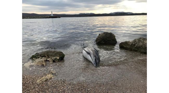 Karaya vuran ölü yunus ekipleri harekete geçirdi