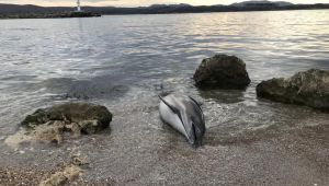 Karaya vuran ölü yunus ekipleri harekete geçirdi